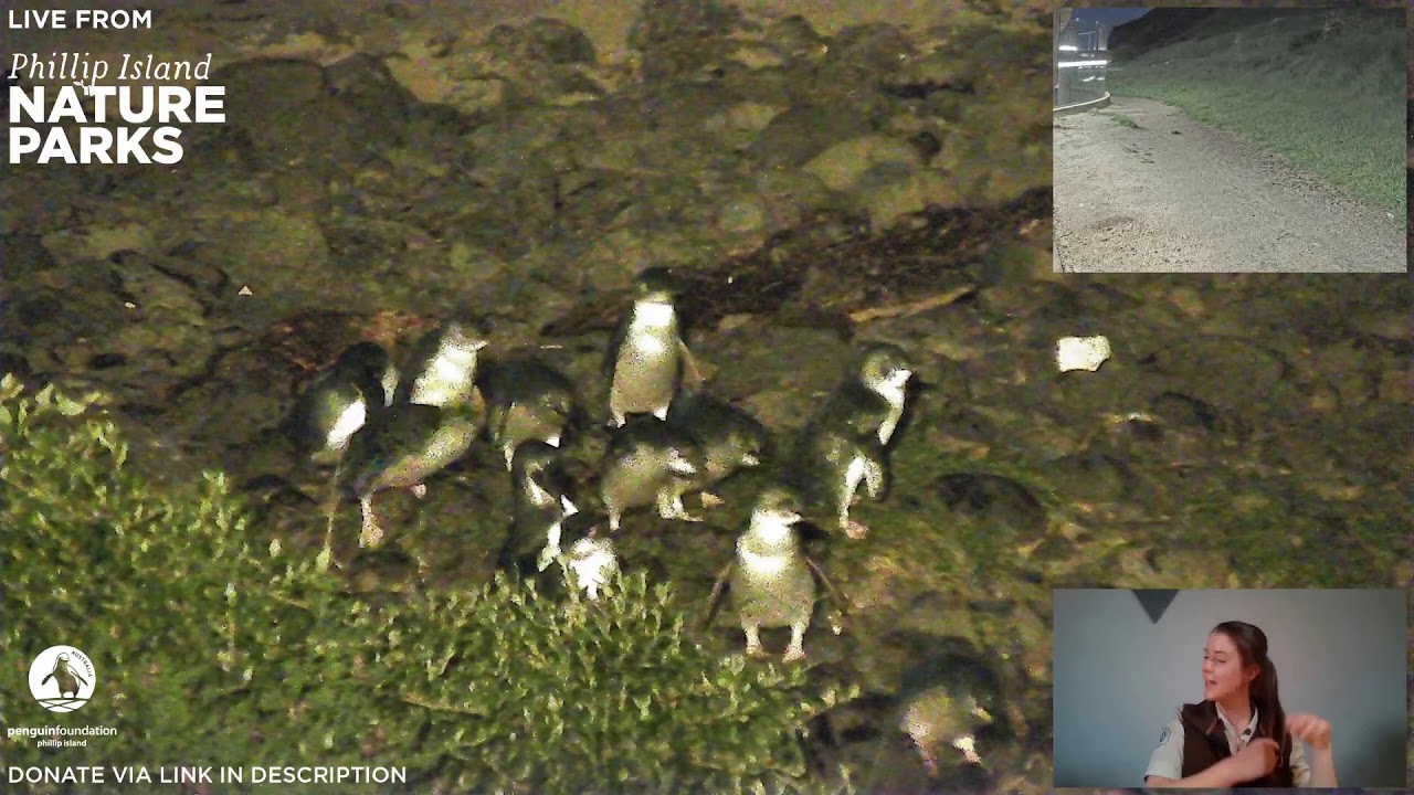 Live Penguin TV - Tuesday 1 September