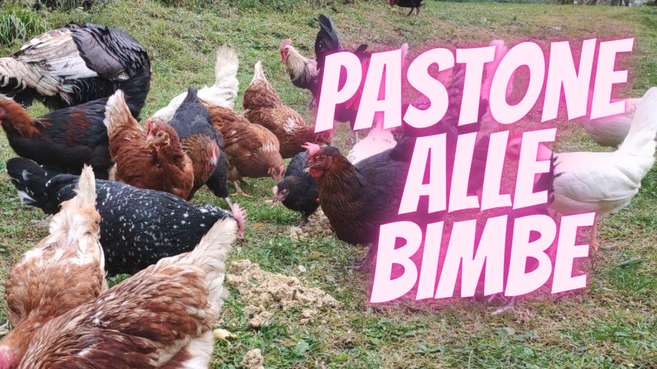 Mega pastone per le galline con pasta riso  verdure e ....