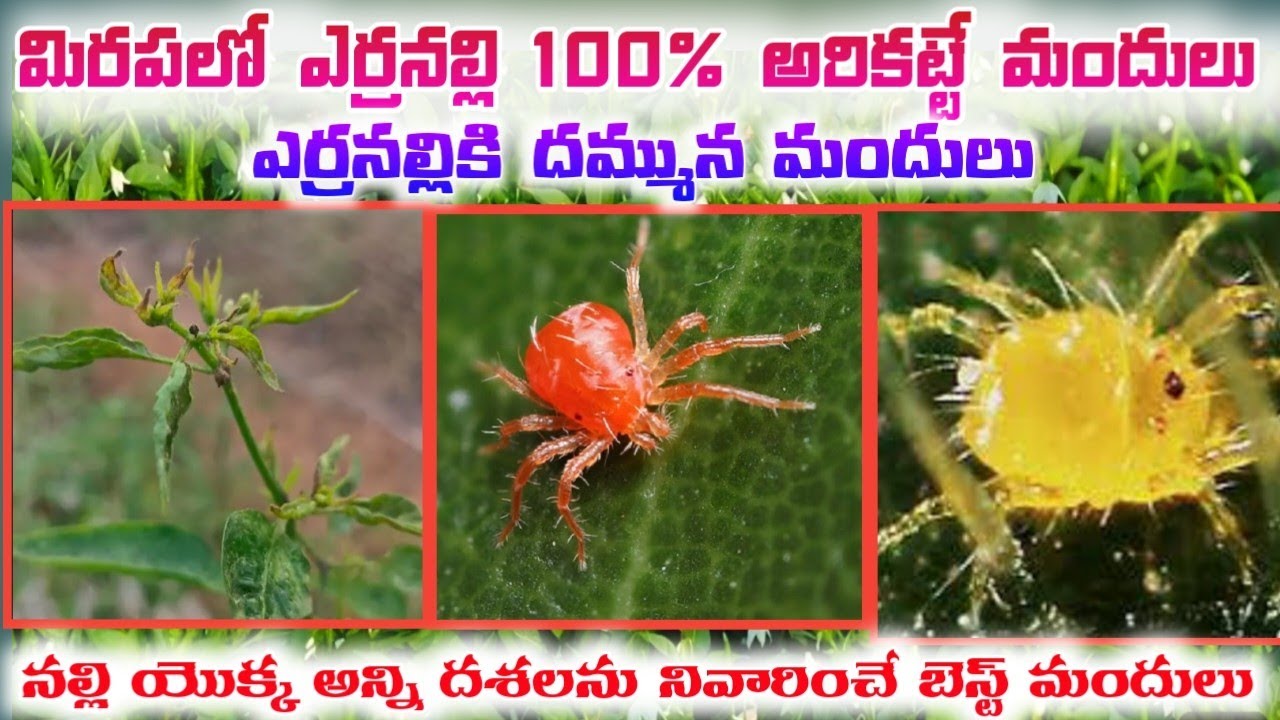 #మిరప పంటలో #ఎర్రనల్లిని 100%  అరికట్టే దమ్మున్న TOP6 బెస్ట్ మందులు #నల్లి యొక్క అన్ని దశలు నివారణ 
