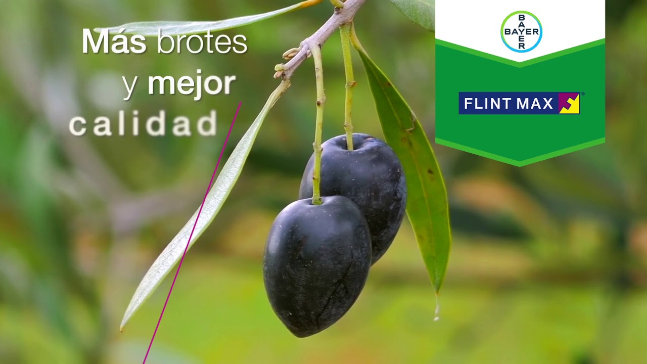 Flint&reg; Max 🛡️🌳 M&aacute;s eficacia sobre el control del #repilo del #olivo