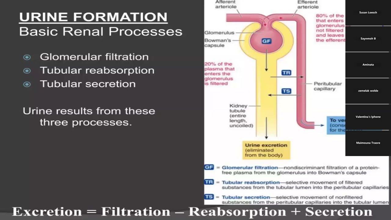Patho ch 18 urinary 1 31 26