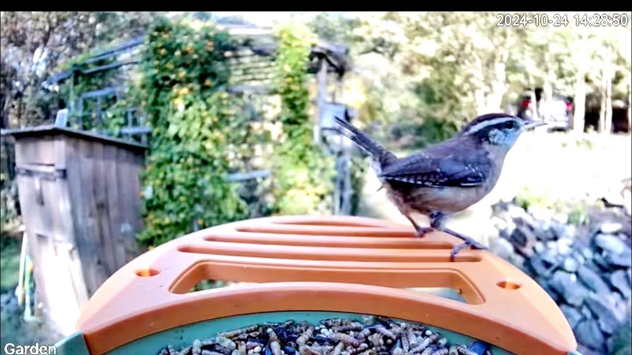 Vinguys Smart Bird Feeder Follow-up