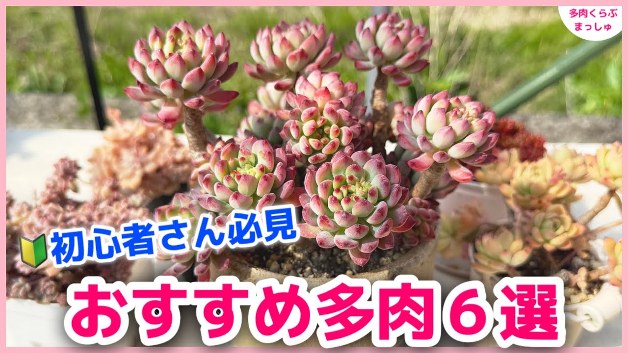【多肉植物】最初の一苗はこれ！失敗しにくい初心者さん向け多肉6選✨