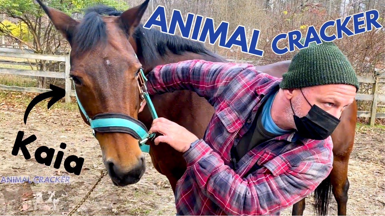 DRAMATIC RELIEF ~ CONNEMARA with MULTIPLE PINCHED NERVES  ~  CHIROPRACTIC ADJUSTMENT! (Part 1)