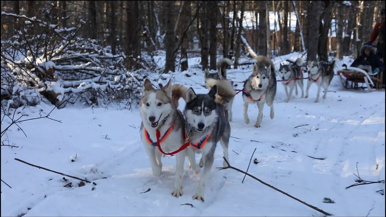 Winterdance Virtual Dogsled Tour Trailer