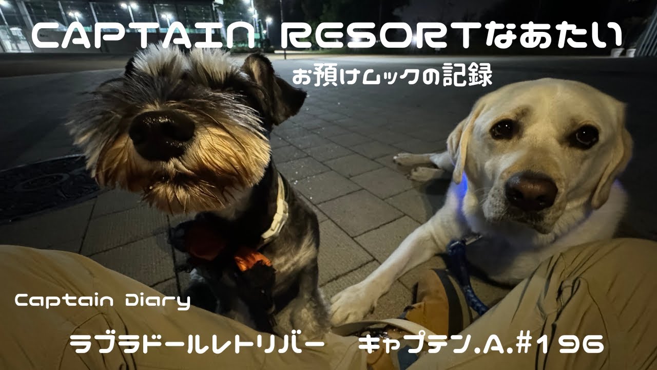 #196 「CAPTAIN RESORTなあたい」(未公開分)ラブラドールレトリバー　キャプテン