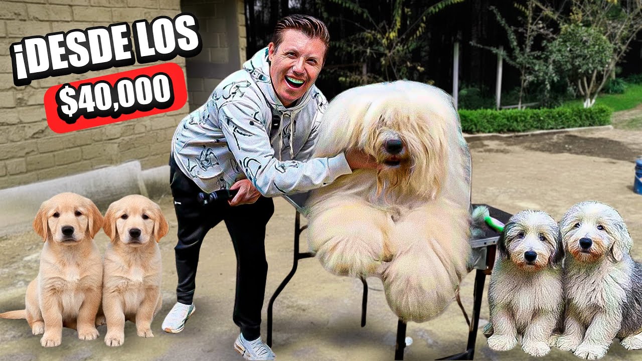 Increíble Criadero de PERROS viejo pastor ingles y Golden retriever