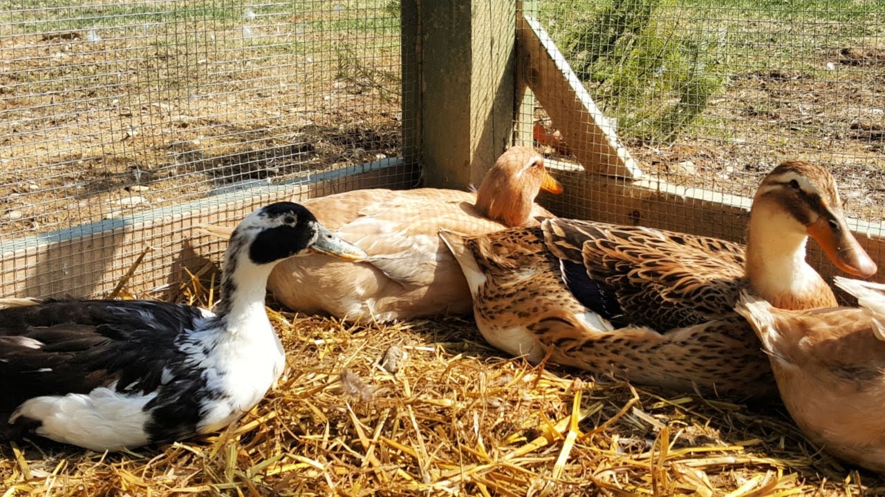 Predator-Proof Duck House and Attached Night Pen