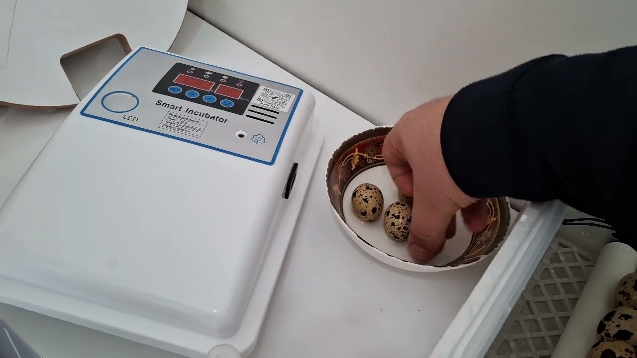 Kuluçka makinesi aldık ve Bıldırcın yumurtası yükledik 