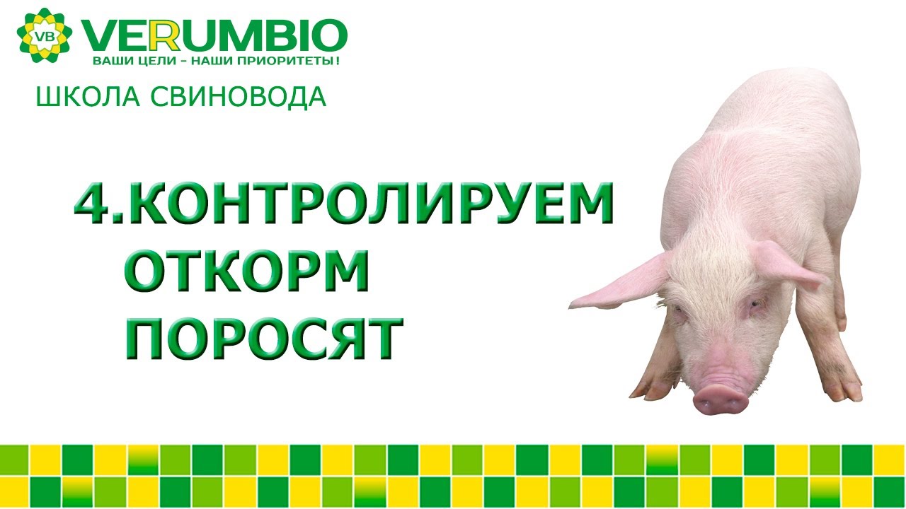 Контролируем откорм поросят