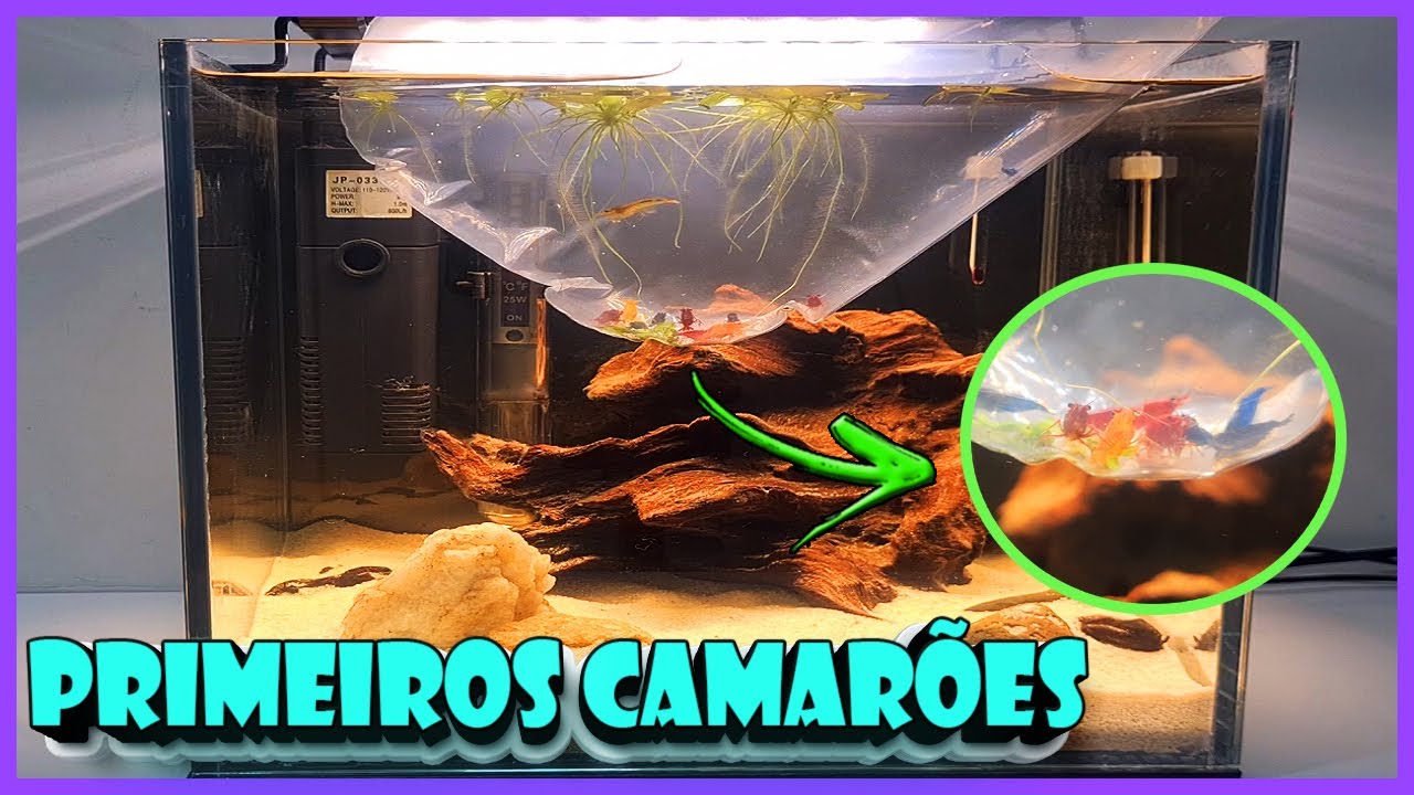 SOLTANDO OS PRIMEIROS CAMARÕES NEOCARIDINAS NO MINI AQUÁRIO