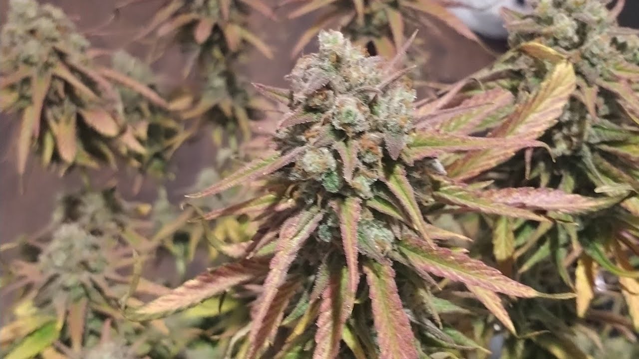 HARVESTING BLUEBERRY | GROWING CANNABIS INDOORS   | 🫐 #TEZLATO