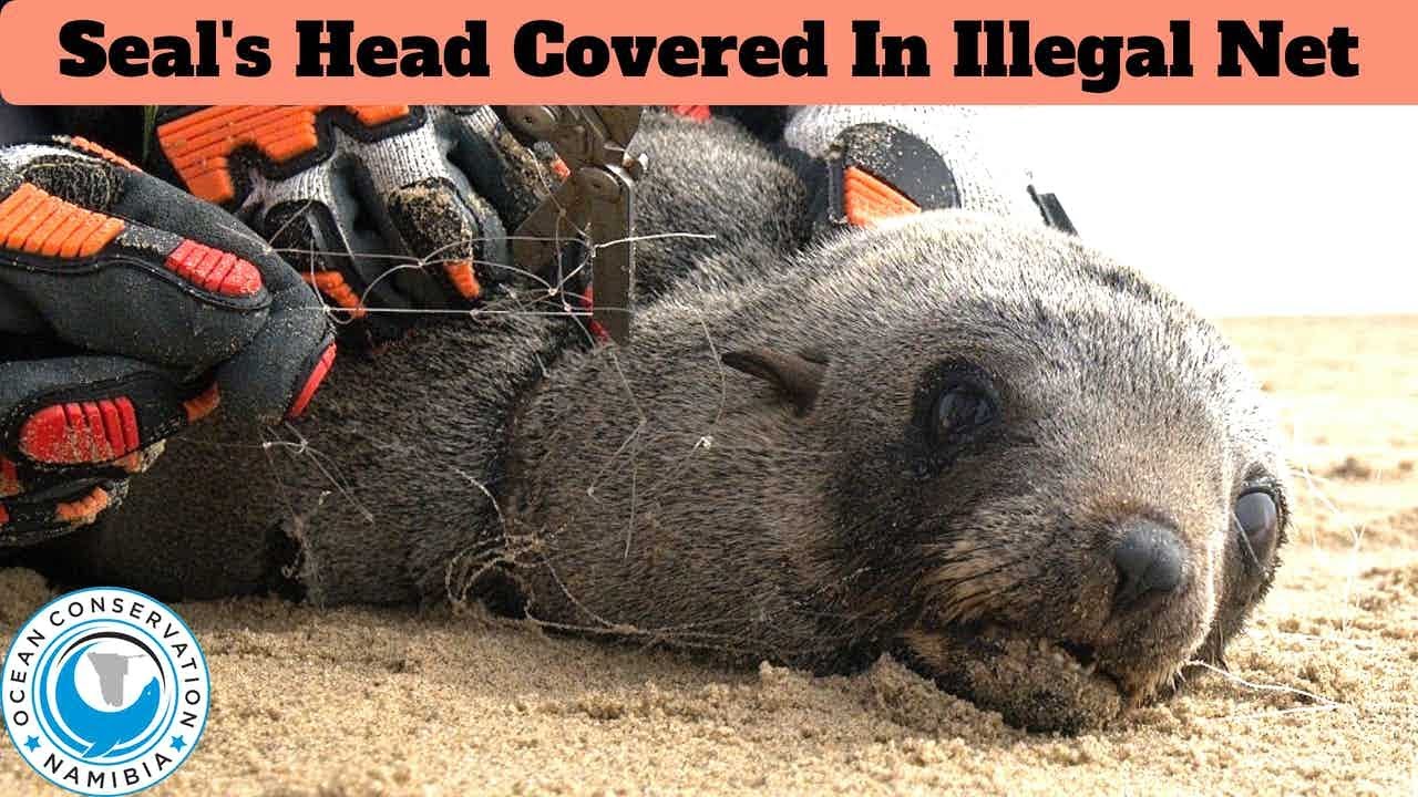Seal's Head COVERED In Illegal Gill Net