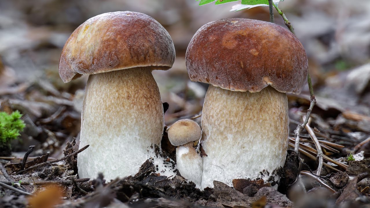 Spettacolare crescita di 3 porcini | Timelapse