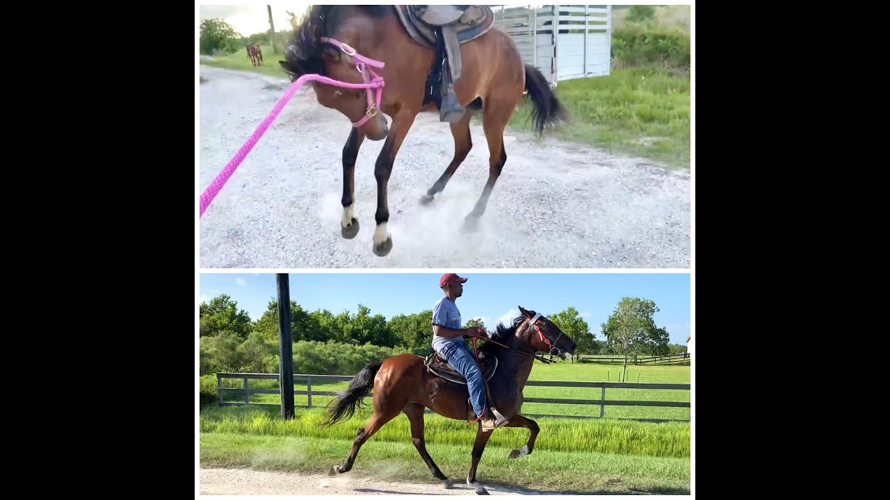 My Training Process of a 2yr old Standardbred Filly (Rosharon, Tx)