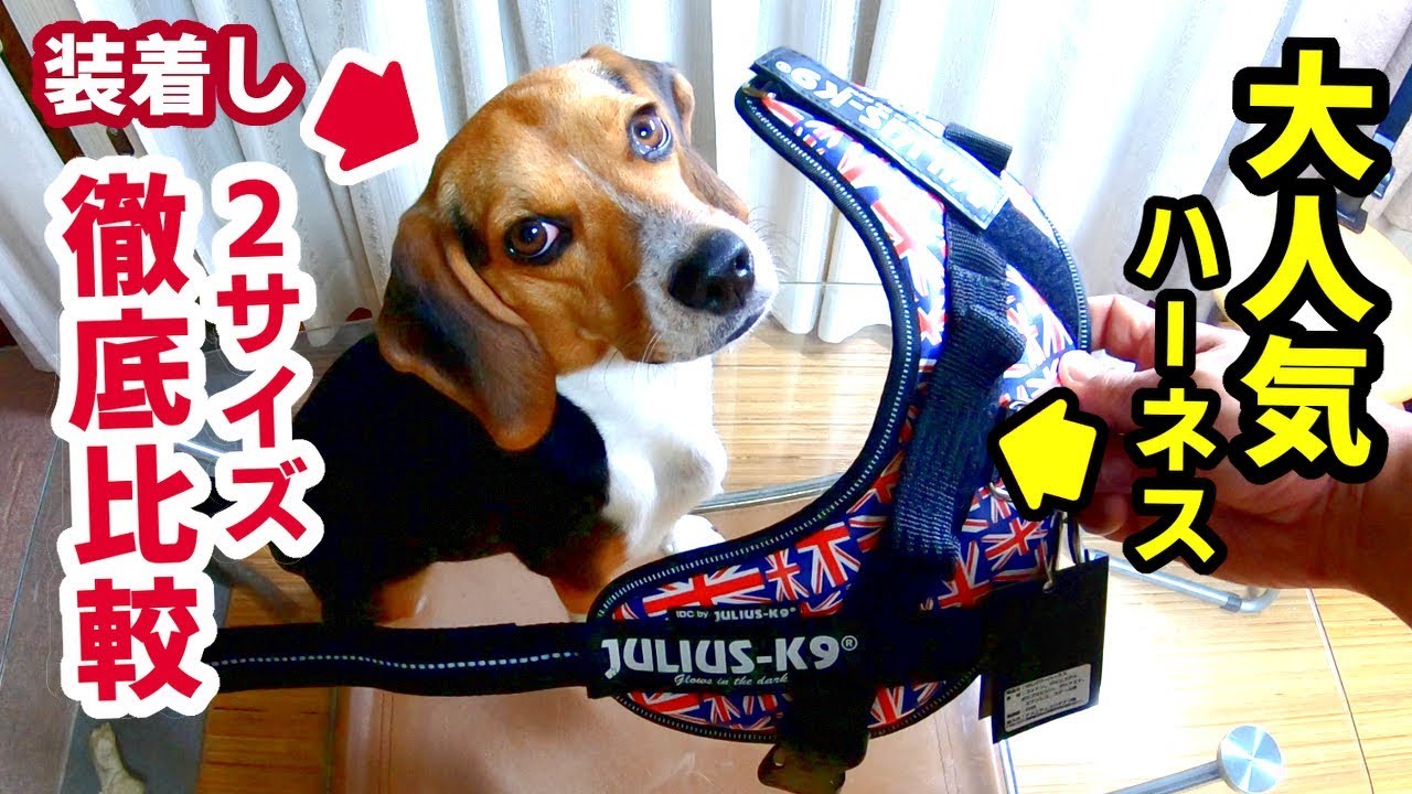 人気の犬用ハーネス・ユリウスk9のMiniとMini-Miniを比較してみた/ビーグル犬ハピちゃん日記