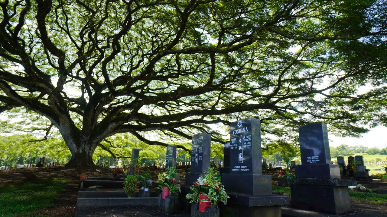 Monkey Pod Cemetery in Hawaii