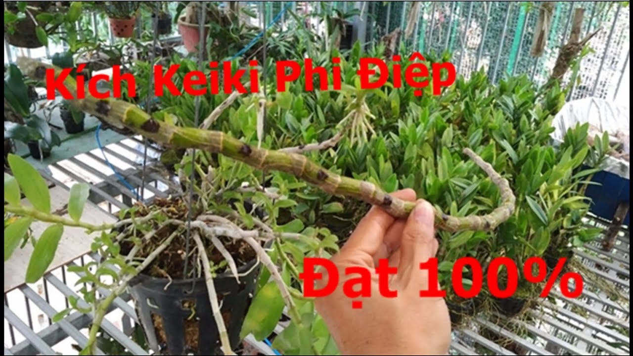 Chia sẻ cách kích Keiki Phi Điệp hiệu quả cao