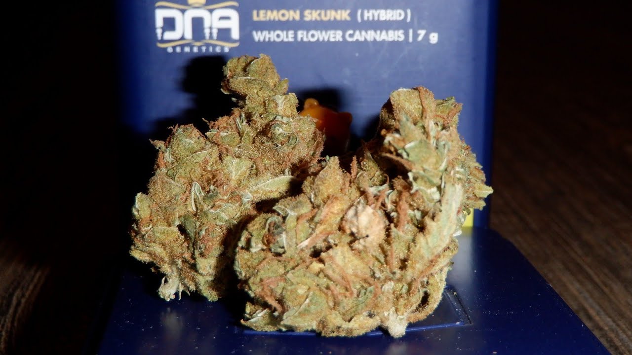 Strain Review Lemon Skunk By DNA Genetics