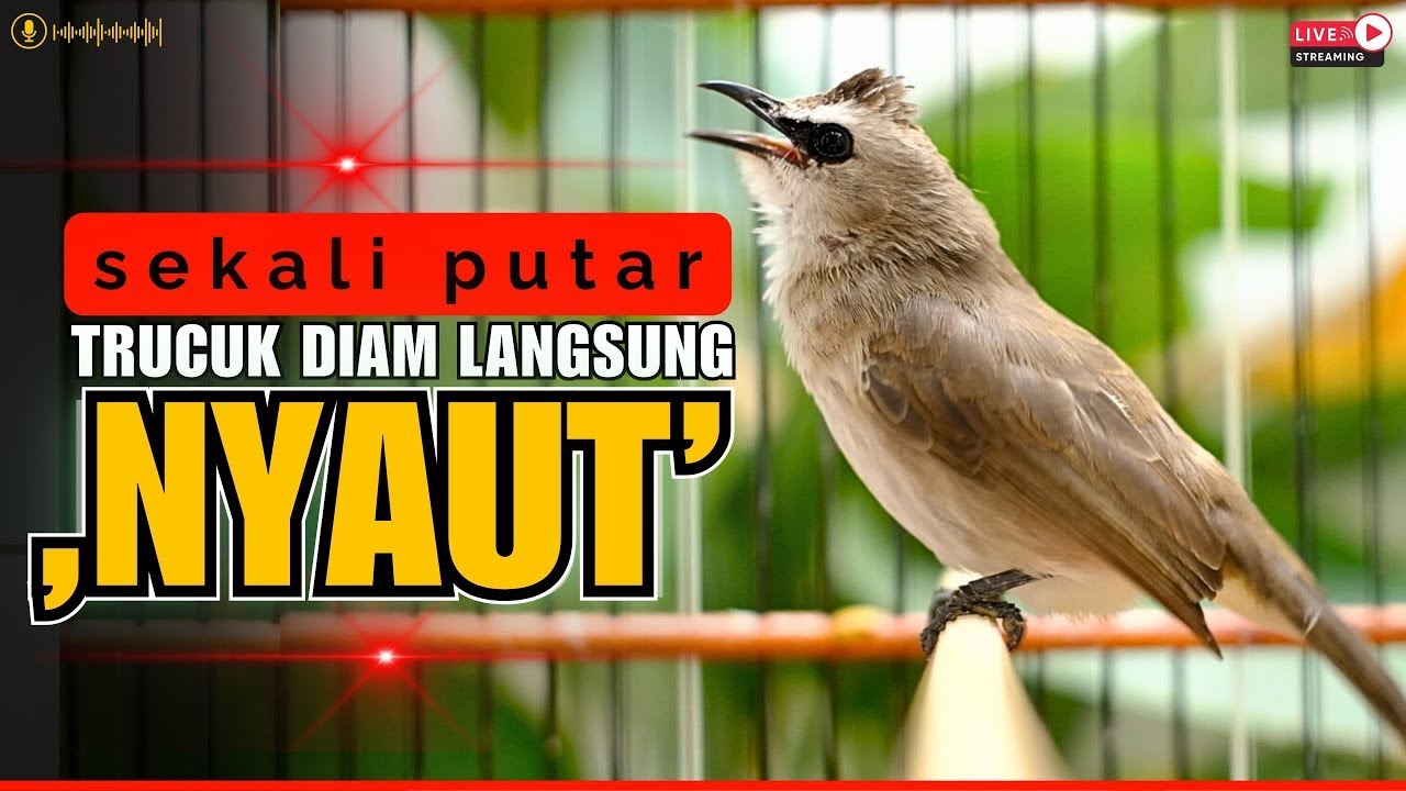 🛑PANCINGAN TRUCUKAN GACOR FULL ROPEL PANJANG | MASTERAN TRUCUKAN BAHAN CEPAT NYAUT BUNYI GACOR