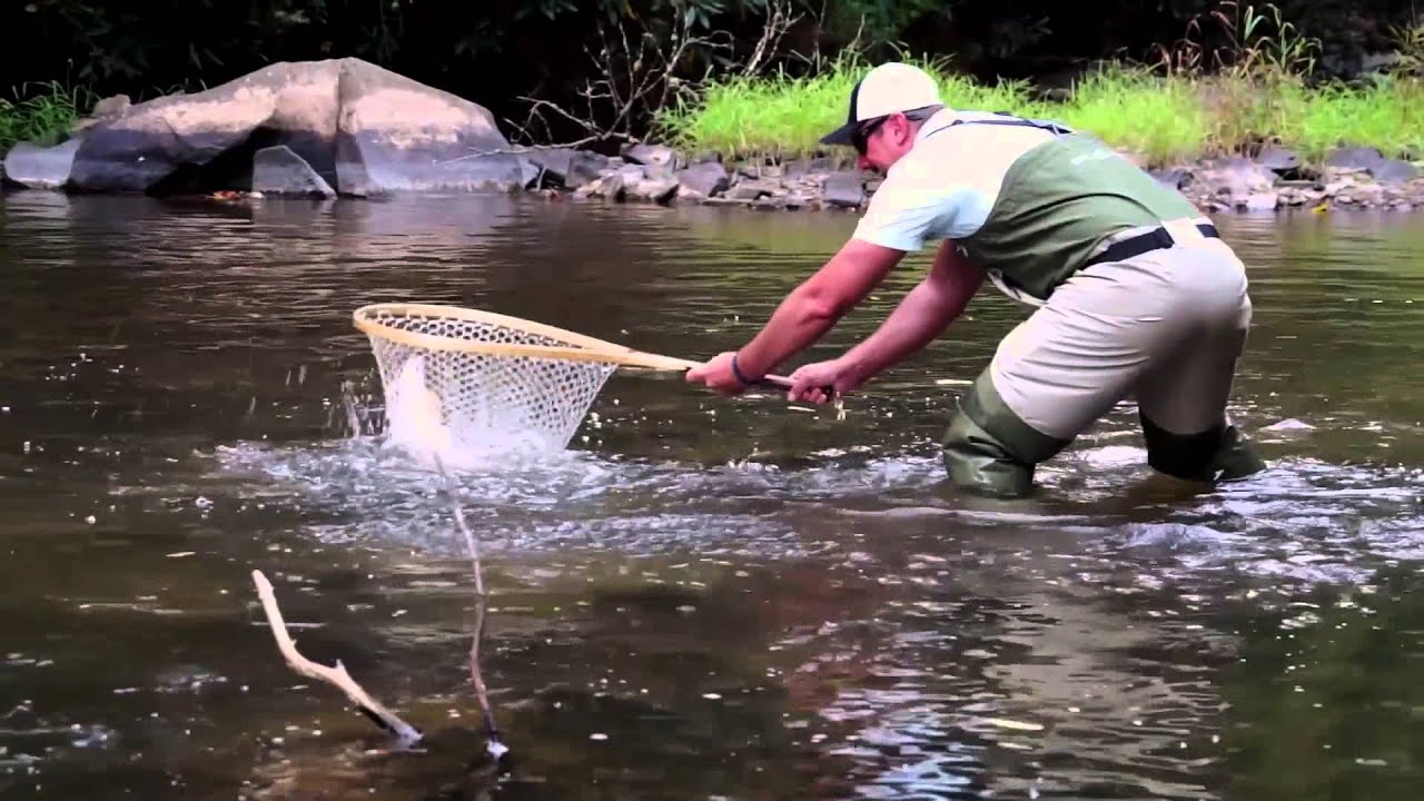 Selecting a Net for Fly Fishing Trout Streams