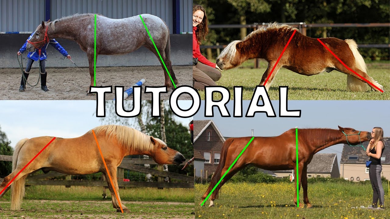 HOW TO TEACH YOUR HORSE THE PARK-OUT (the split)