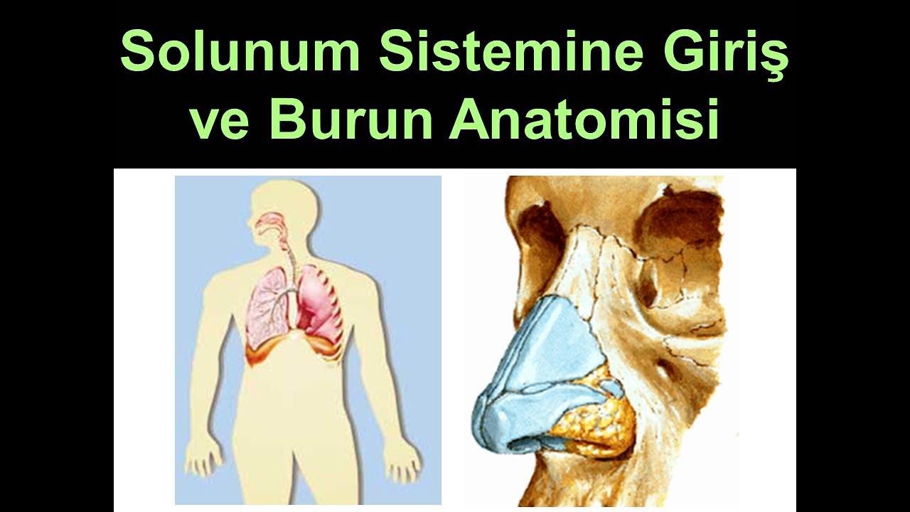 Solunum Sistemine Giriş ve Burun Anatomisi Yüksel AYDAR