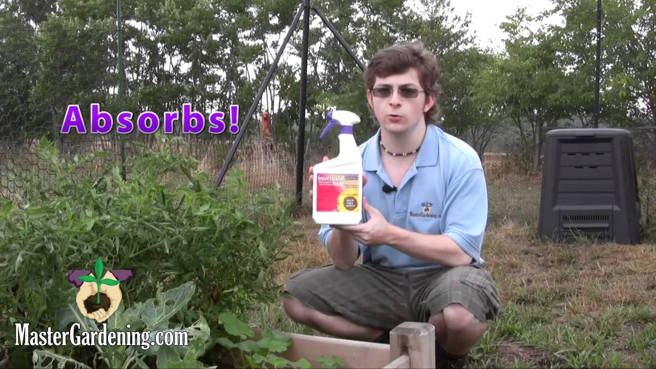 Bonide's Insecticide Soap
