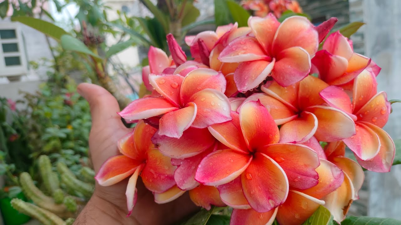 Penang Peach plumeria 💎ᎷᏗᏒᏉᏋᏝᎧᏬᏕ🥀 ᎶᏗᏒᎴᏋᏁᎥᏁᎶ💎🌹🍒#garden #plumeriaflower