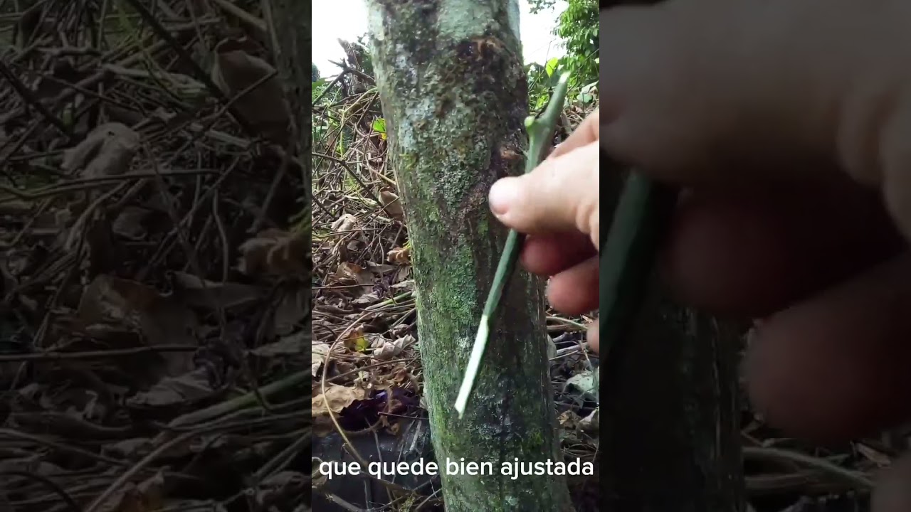 Injerto de c&iacute;tricos naranja en le&ntilde;o grueso-malayo- cambio de copa