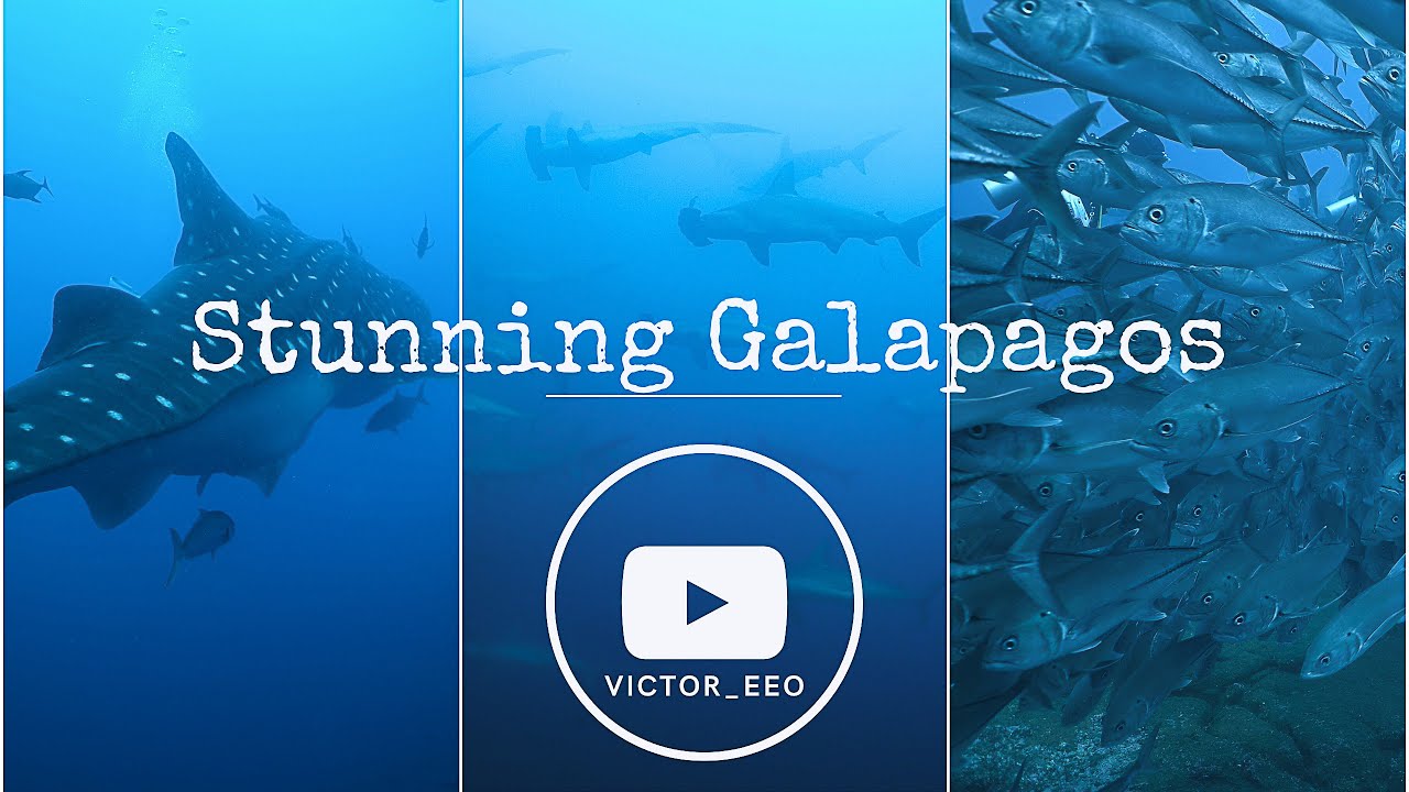 Liveaboard in the Galapagos: diving Darwin and Wolf