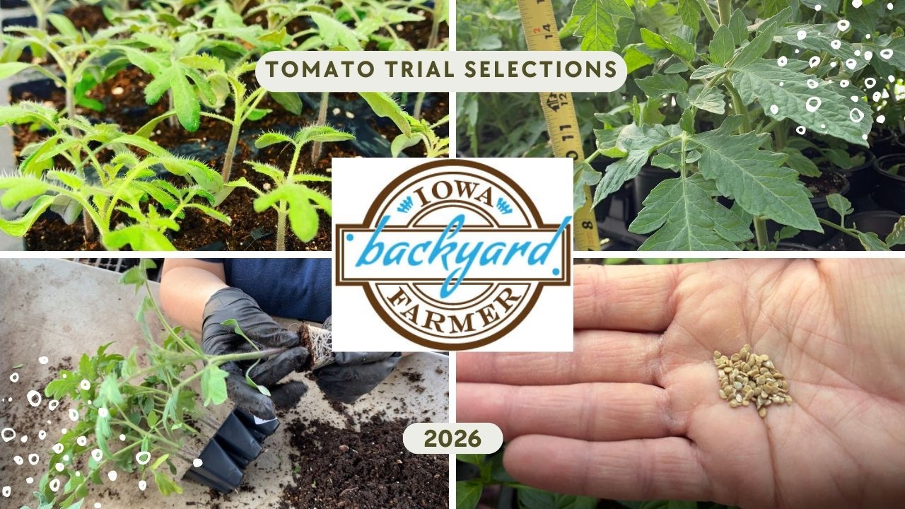 2026 Tomato Trial Choices