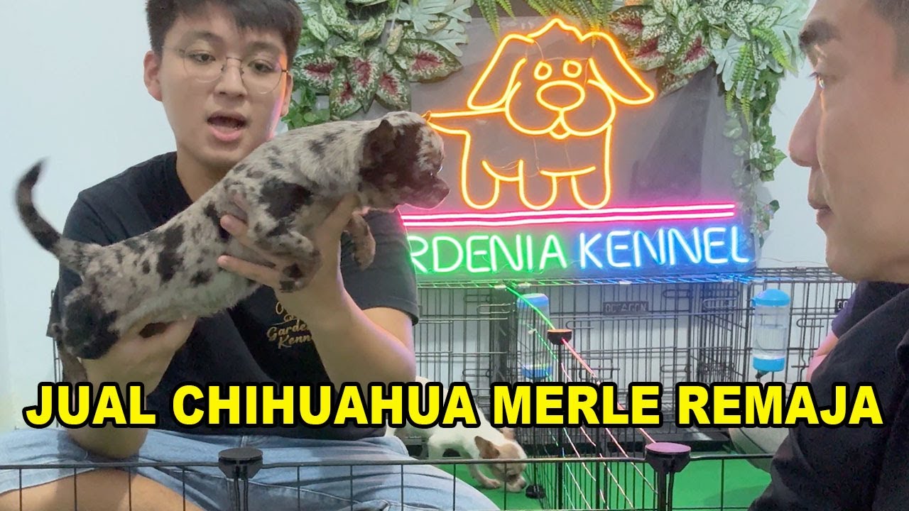 Jual Anjing Chihuahua Merle Remaja