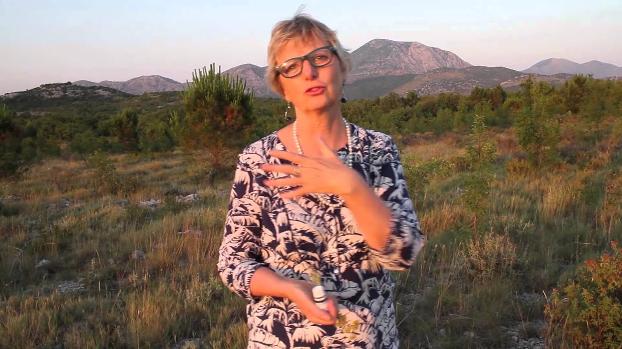 Aromara Smilje
