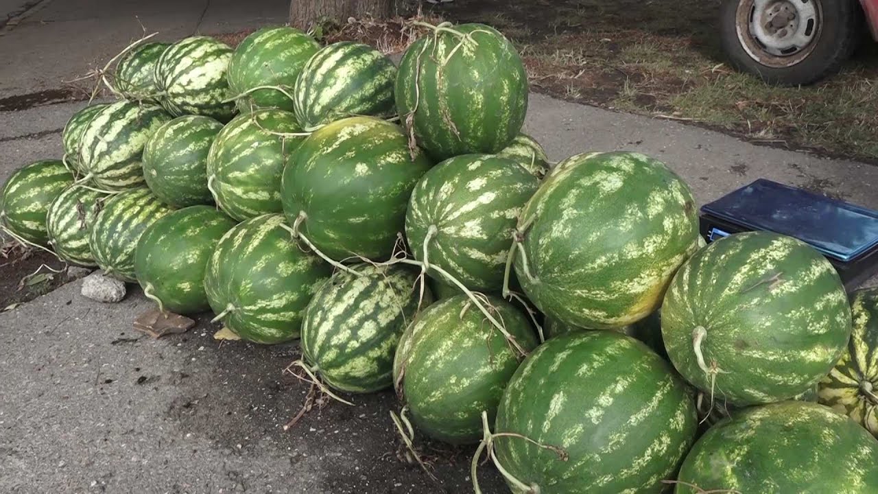 Domaće lubenice su stigle na pazovačku pijacu