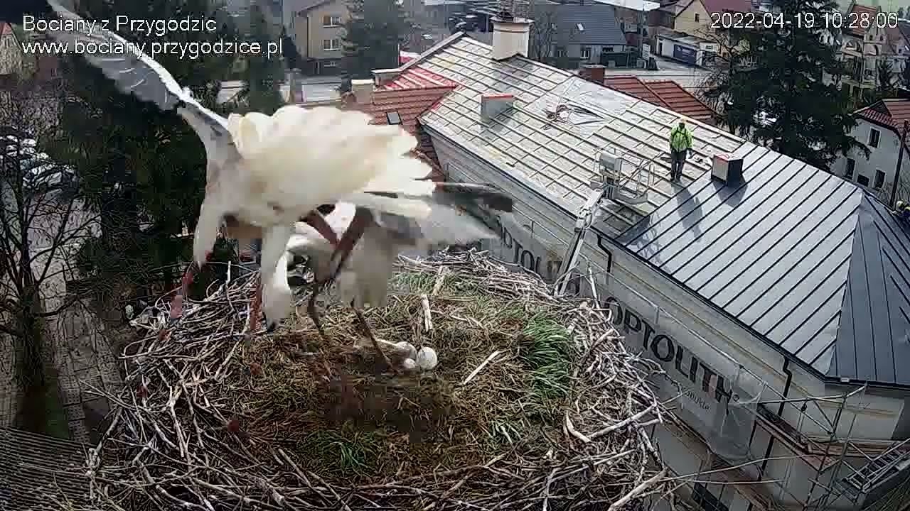Atak obcego bociana na gniazdo w Przygodzicach 19-04-2022