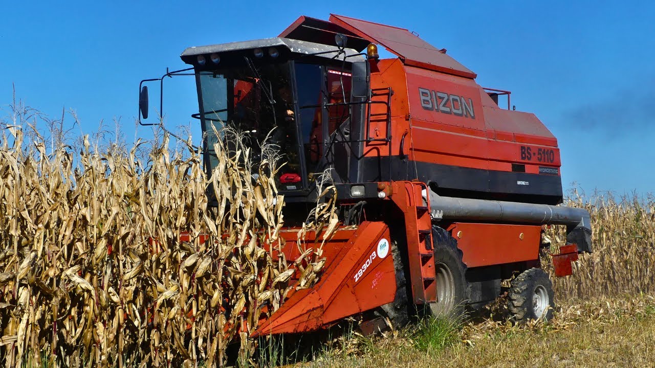 Czerwony BIZON BS-5110 w tegorocznym zbiorze kukurydzy!