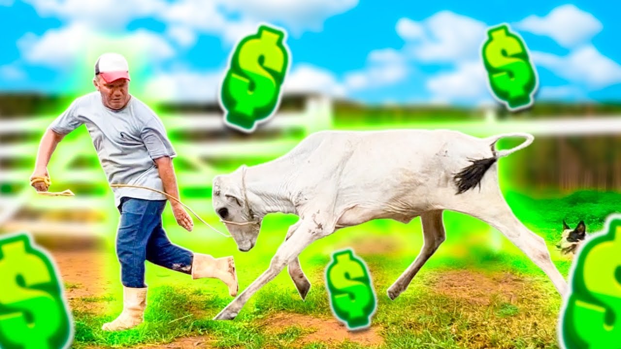 VACA BRAVA Pegando PE&Atilde;O