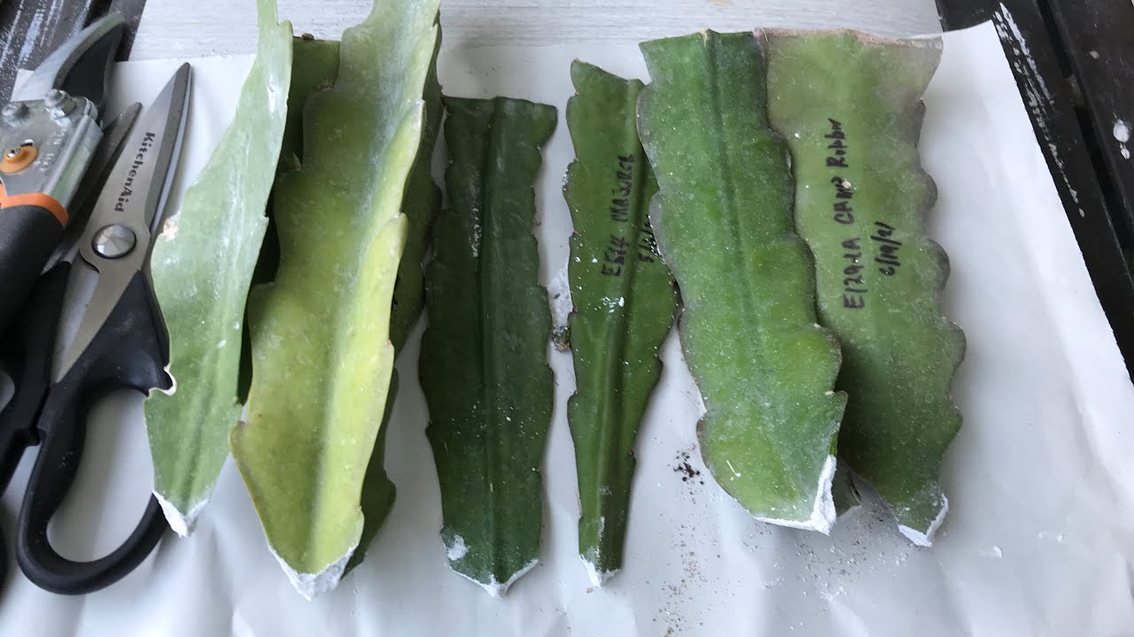 HOW TO PROPAGATE EPIPHYLLUM FOR BEGINNERS. PART I