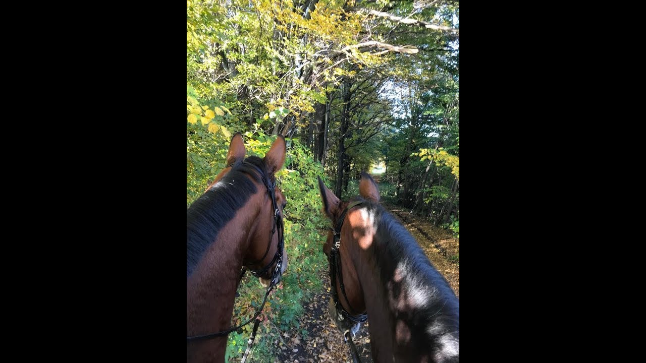 Autumn 2019/Lamax x10 Taurus