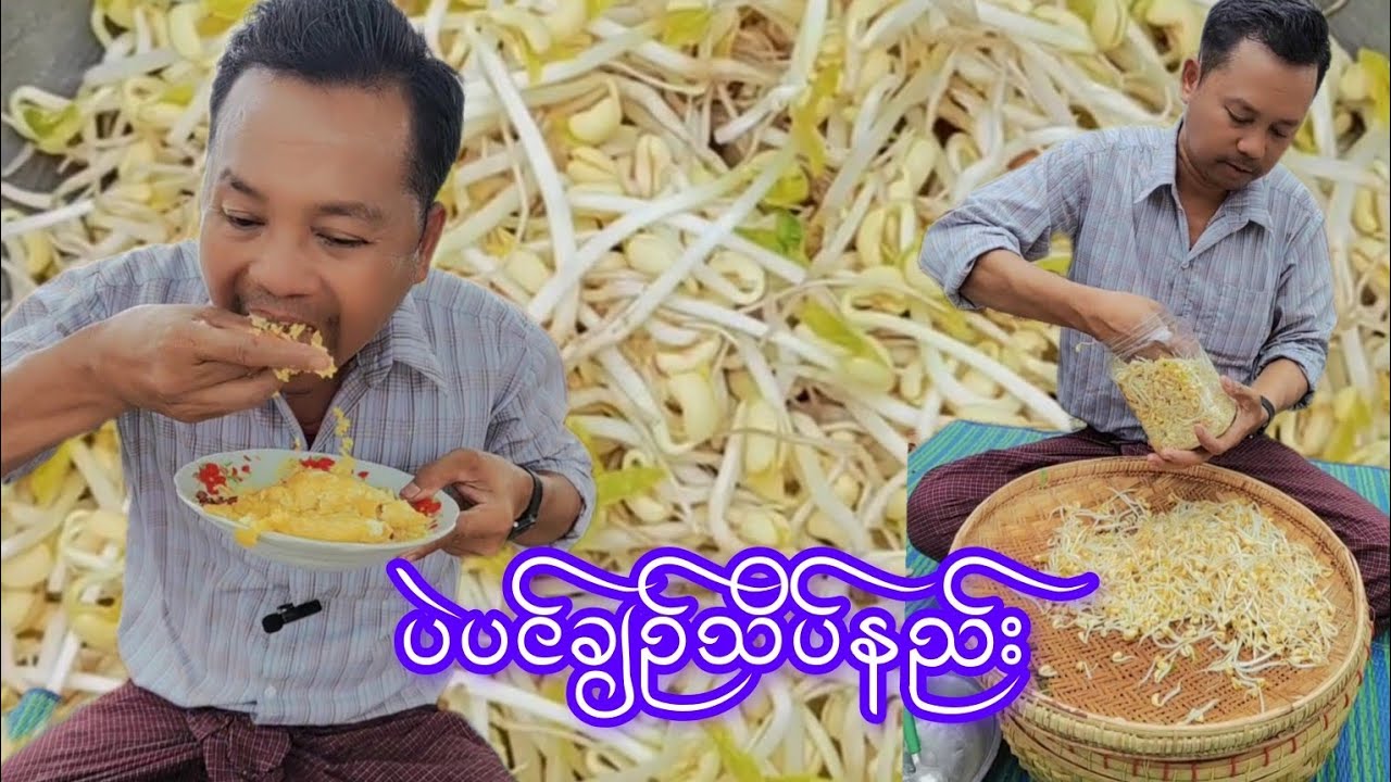 အညာအစားအစာလေးတစ်ခုဖြစ်တဲ့ပဲပင်ပေါက်ပျိုးနည်းနှင့်ပဲပင်ချဥ်ပြုလုပ်နည်း
