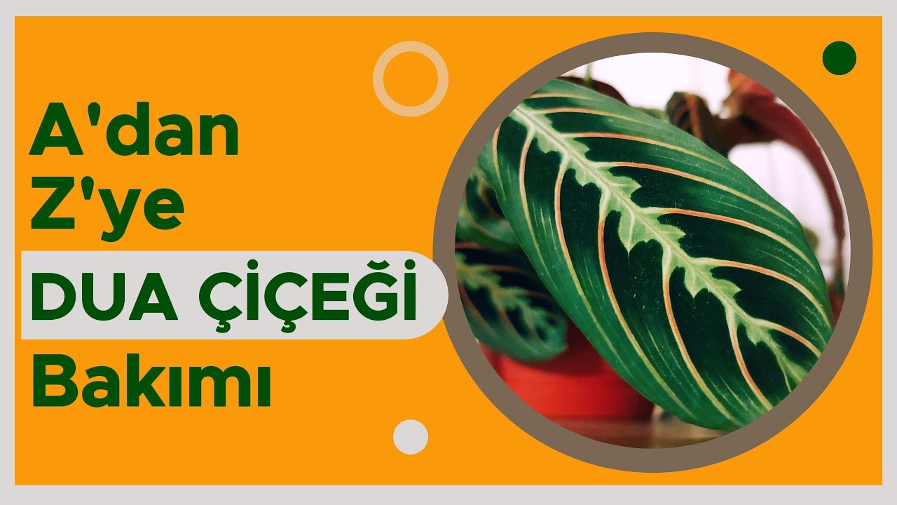 Dua Çiçeği Bakımı