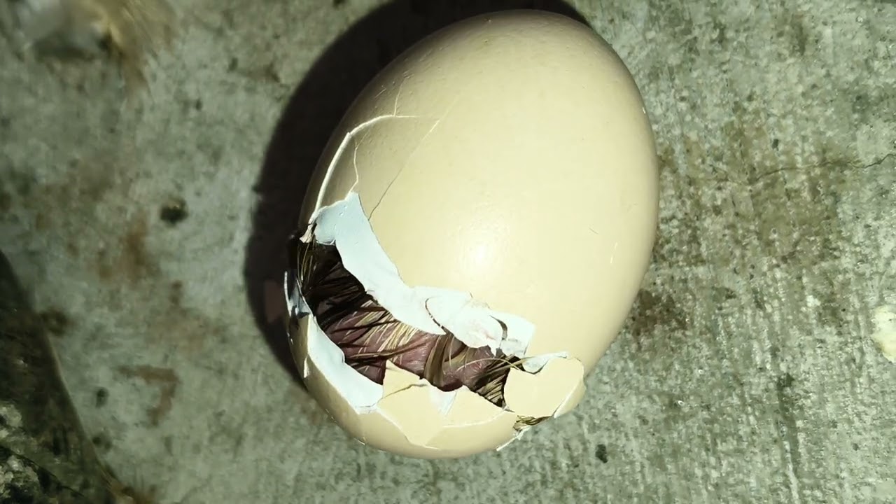  hatching egg...
