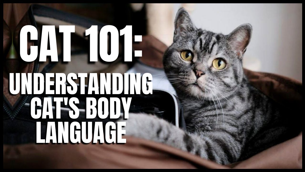 Cat 101: Understanding Cats Body Language
