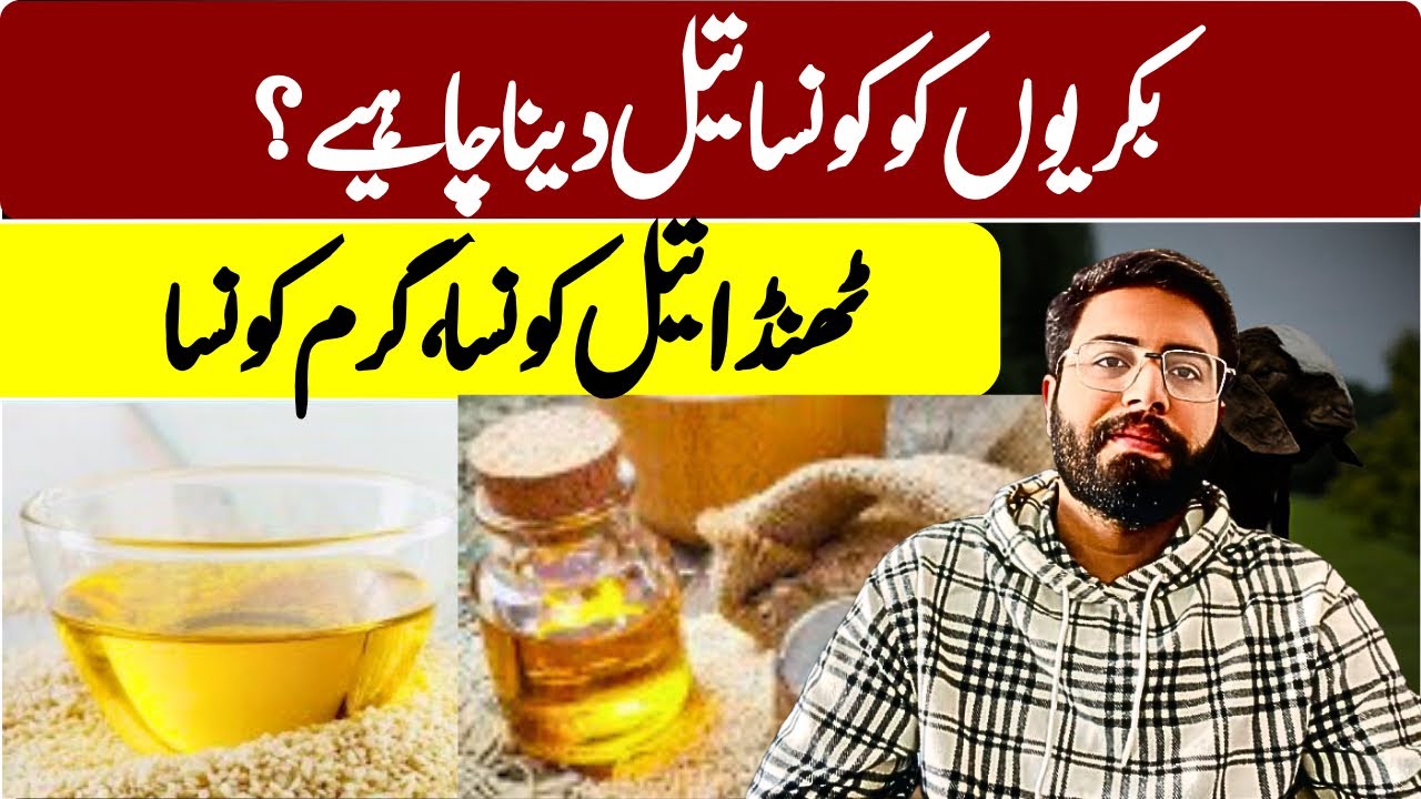 بکریوں کو کونسا تیل دینا چاہیے؟ ٹھنڈا تیل کونسا، گرم کونسا؟