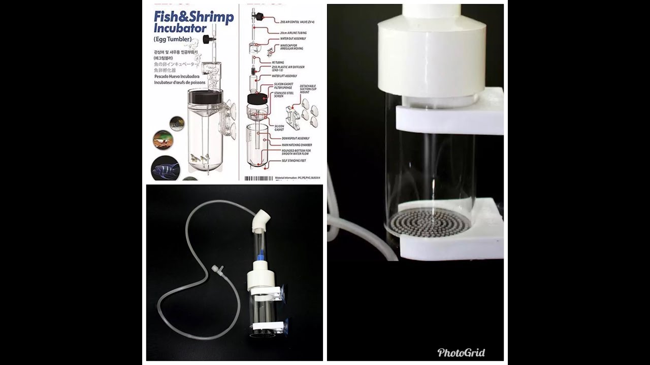 #حضانة البيوض#eggsTumbler#