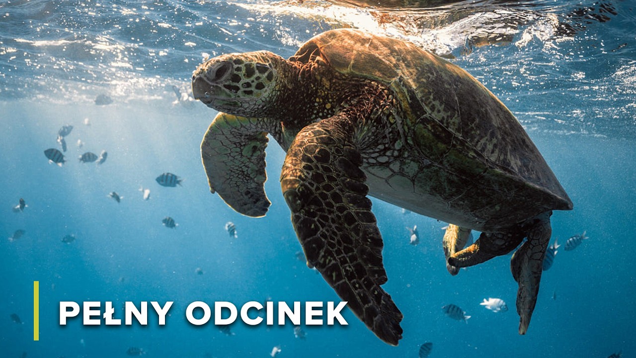Nurkowanie z Żarłaczami Tępogłowymi na Cozumel i Odważne Cenoty Jukatanu! | Dzikość Oceanu 105