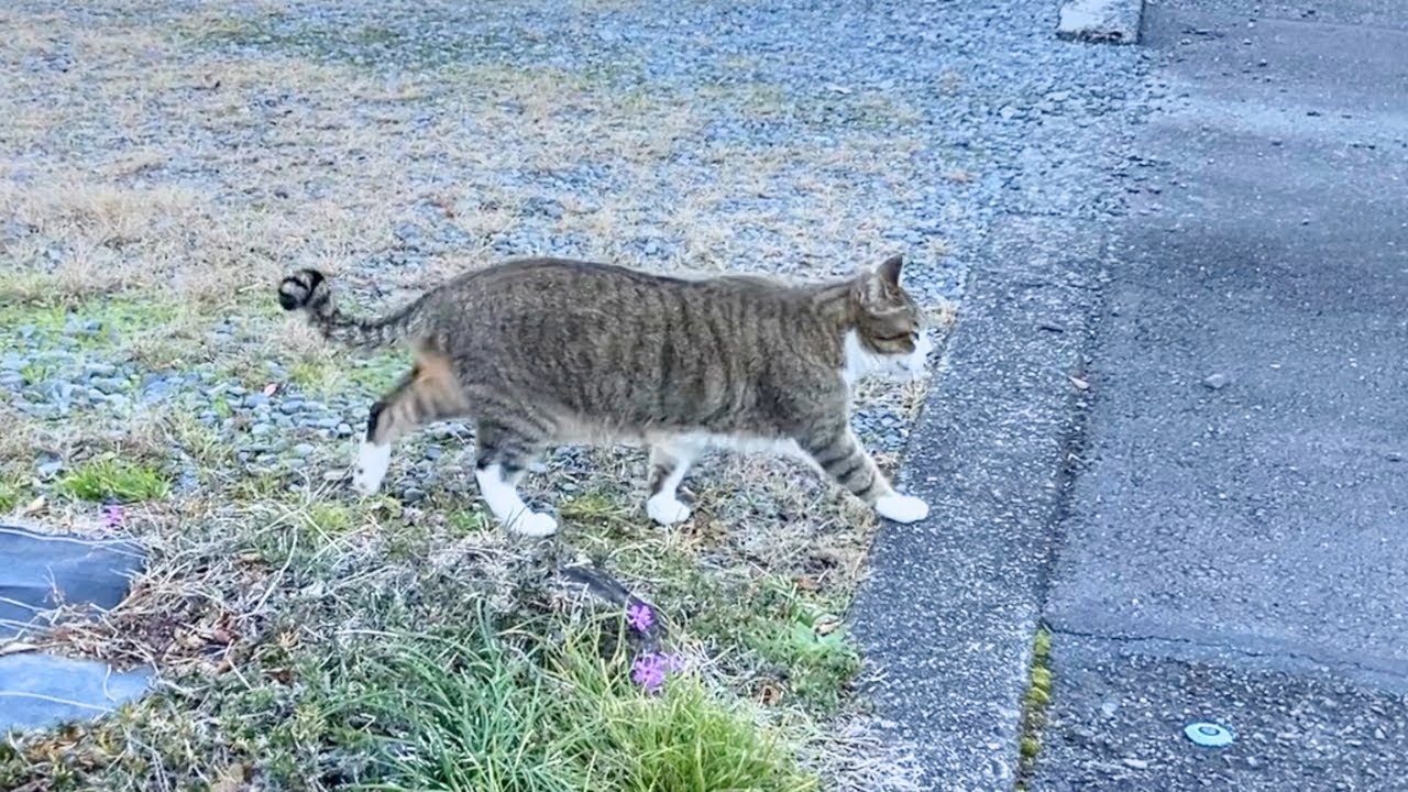 おしゃべりしながら歩く野良猫