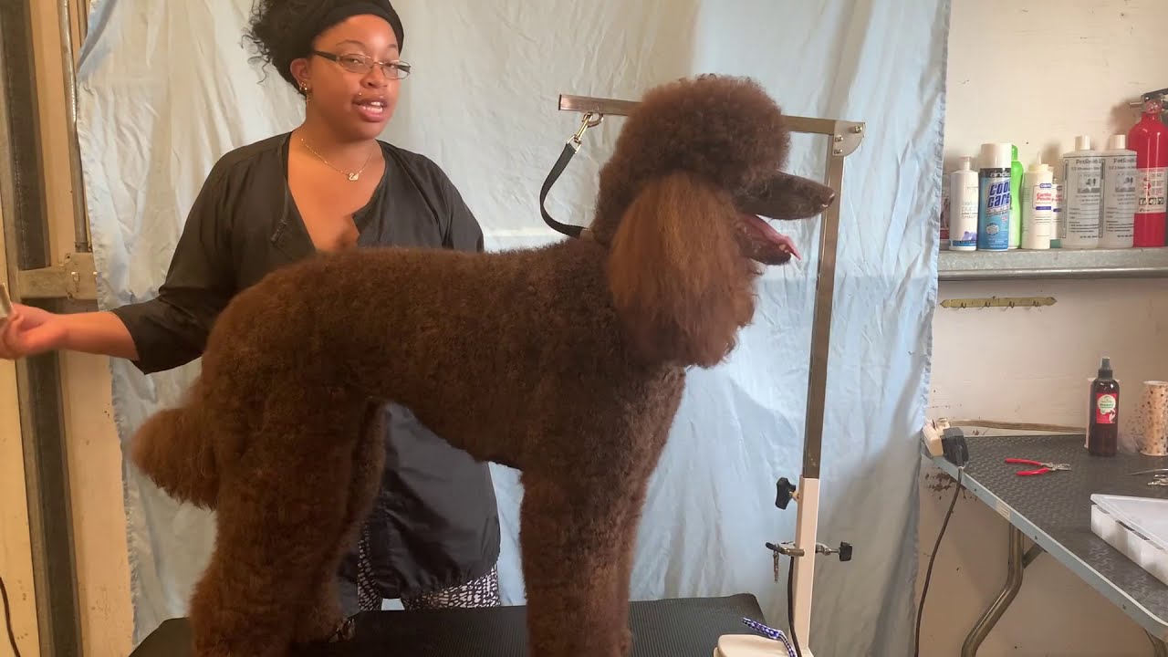 Grooming a Standard Poodle