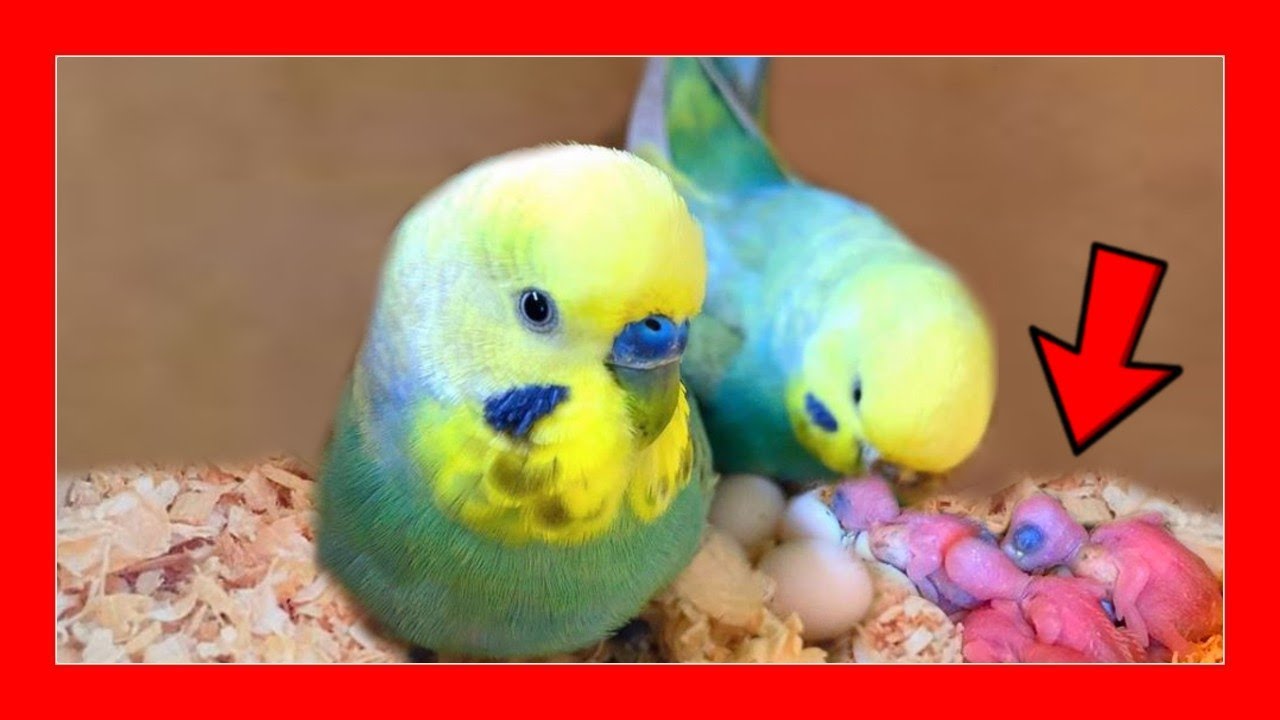 Как поднять австралийские попугаи вручную 🐤 Разведение австралийских попугаев